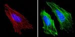 Actin Muscle Antibody in Immunocytochemistry (ICC/IF)