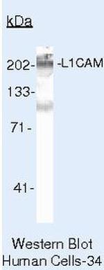 CD171 Antibody in Western Blot (WB)