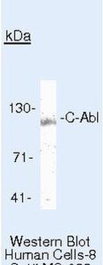 c-Abl Antibody in Western Blot (WB)