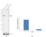 FOXO1 Antibody in Western Blot (WB)