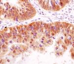 HSP40 Antibody in Immunohistochemistry (Paraffin) (IHC (P))