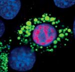 PPAR gamma Antibody in Immunocytochemistry (ICC/IF)