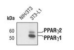 PPAR gamma Antibody in Western Blot (WB)