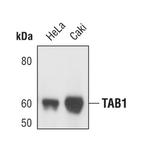 TAB1 Antibody in Western Blot (WB)
