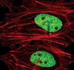 H3K4me2 Antibody in Immunocytochemistry (ICC/IF)