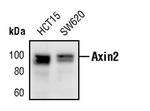 AXIN2 Antibody in Western Blot (WB)