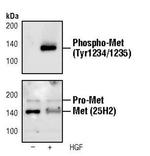 Phospho-c-Met (Tyr1234, Tyr1235) Antibody