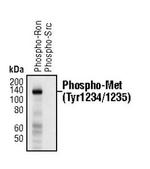 Phospho-c-Met (Tyr1234, Tyr1235) Antibody in Western Blot (WB)