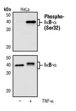 Phospho-IkB alpha (Ser32) Antibody in Western Blot (WB)