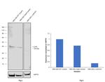 c-Jun Antibody