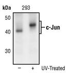 c-Jun Antibody in Western Blot (WB)