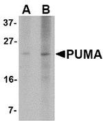 PUMA alpha Antibody in Western Blot (WB)