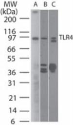 TLR4 Antibody in Western Blot (WB)