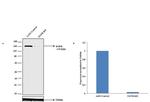 EGFR Antibody in Western Blot (WB)