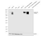 Human IgG Fc (CH2 domain) Secondary Antibody in Western Blot (WB)