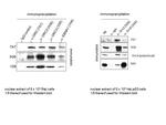 ORC2 Antibody in Immunoprecipitation (IP)