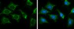 Citrate Synthase Antibody in Immunocytochemistry (ICC/IF)