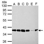 PEX19 Antibody in Western Blot (WB)