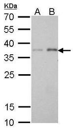 PEX19 Antibody in Western Blot (WB)