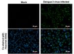 Dengue Virus Type 2 Envelope Antibody in Immunocytochemistry (ICC/IF)