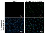 Dengue Virus Type 2 Envelope Antibody in Immunocytochemistry (ICC/IF)