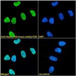 H4K20me1 Antibody in Immunocytochemistry (ICC/IF)