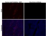 CD34 Antibody in Immunohistochemistry (Paraffin) (IHC (P))