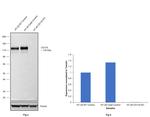 CD133 Antibody