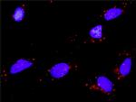 NTF4 Antibody in Proximity Ligation Assay (PLA) (PLA)