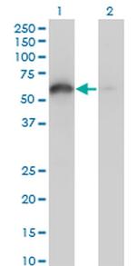 BAG4 Antibody in Western Blot (WB)