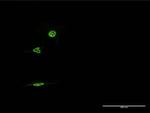 NR1D1 Antibody in Immunocytochemistry (ICC/IF)