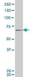 PASD1 Antibody in Western Blot (WB)