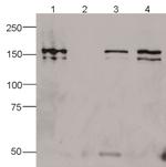 Cas9 Antibody in Immunoprecipitation (IP)