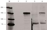 Cas9 Antibody in Western Blot (WB)