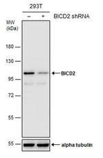BICD2 Antibody