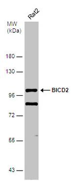 BICD2 Antibody in Western Blot (WB)