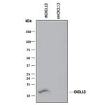 CXCL13 Antibody in Western Blot (WB)