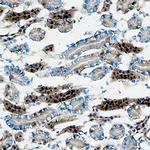 Cathepsin L Antibody in Immunohistochemistry (Frozen) (IHC (F))