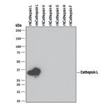 Cathepsin L Antibody in Western Blot (WB)