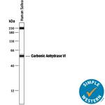 Carbonic Anhydrase VI Antibody in Western Blot (WB)