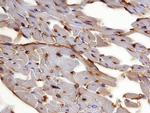 Thrombomodulin Antibody in Immunohistochemistry (Frozen) (IHC (F))