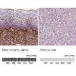 Fibulin 1 Antibody