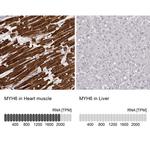 MYH6 Antibody