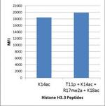 H3K14ac Antibody in Luminex (LUM)