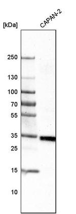 VISTA Antibody in Western Blot (WB)