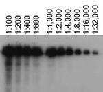 ABCA7 Antibody in Western Blot (WB)