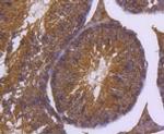 DNAJC15 Antibody in Immunohistochemistry (Paraffin) (IHC (P))