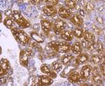 DNAJC15 Antibody in Immunohistochemistry (Paraffin) (IHC (P))