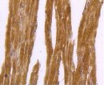 DNAJC15 Antibody in Immunohistochemistry (Paraffin) (IHC (P))