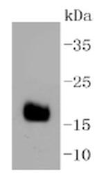 DNAJC15 Antibody in Western Blot (WB)